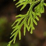 Selaginella involvens Foglia