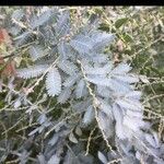 Acacia baileyana Blad