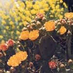 Opuntia ficus-indica Цветок