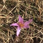 Colchicum filifolium 花