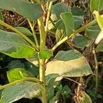 Euphorbia marginata Blatt