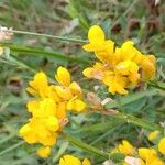 Genista sagittalis Blomst