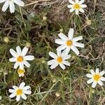 Melampodium leucanthum Кветка