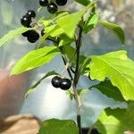 Solanum nigrum Fruit
