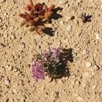 Limonium tuberculatum Blüte