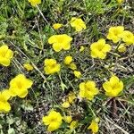 Linum flavum फूल