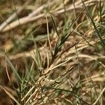 Distichlis spicata Συνήθη χαρακτηριστικά