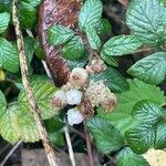 Rubus ulmifolius 葉