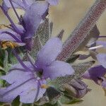 Salvia leucophylla ᱵᱟᱦᱟ
