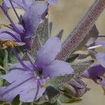 Salvia leucophylla Blüte