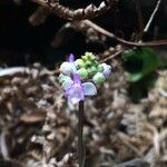 Cynorkis ridleyi Flower