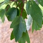 Acer rubrum পাতা