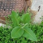 Asclepias viridiflora पत्ता