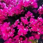 Bougainvillea spectabilis Flower