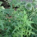 Cirsium vulgareBlad