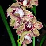 Cymbidium devonianumVirág