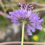 Scabiosa lucida 花