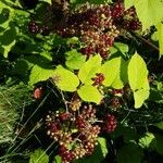Aralia racemosa Leaf