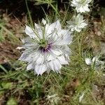 Nigella damascenaFlower