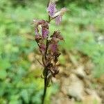 Orchis spitzelii Квітка