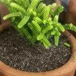 Crassula muscosa 形態