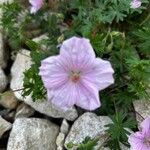 Geranium sanguineumBlomma