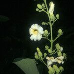 Amphilophium elongatum Flower