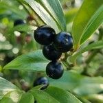 Sarcococca orientalis Fruit