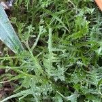 Pteris cretica Leaf