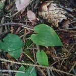 Maianthemum canadense Hoja