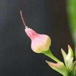 Oeceoclades maculata 花