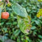 Prunus cerasifera Blatt