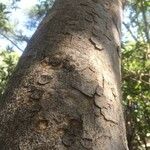 Ficus salicifolia Escorça