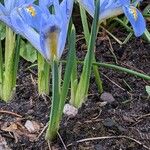 Iris reticulata Leaf