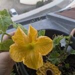 Cucurbita moschataÇiçek