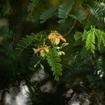 Tamarindus indica Flower