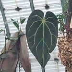 Anthurium crystallinum Hoja
