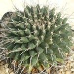 Mammillaria magnimamma Характер