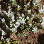 Arenaria erinacea Habit