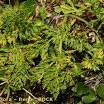 Mutellina adonidifolia 形態
