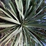 Agave sisalana Levél