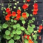 Tropaeolum minus Leaf