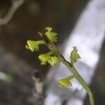 Polystachya golungensis Flower