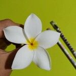 Plumeria albaFlower