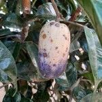 Dacryodes edulis Fruit