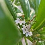 Scaevola taccada फूल