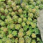 Sedum oreganum Ліст