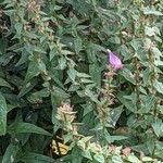 Physostegia virginiana Blatt