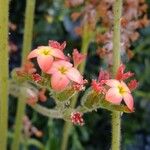 Kalanchoe velutina Bloem