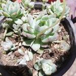 Echeveria prolificaFulla